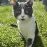 oli