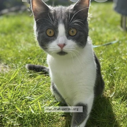 Foto 1/2 oli Kat vermist in Anderlecht