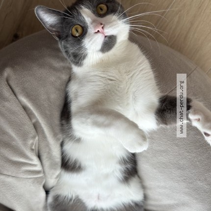 Foto 2/2 oli Kat vermist in Anderlecht