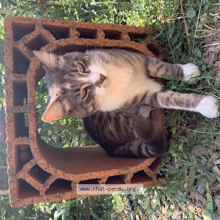 Photo of a cat found in Tournon Sur Rhone