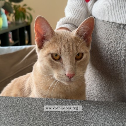 Photo of a cat found in Wittersdorf