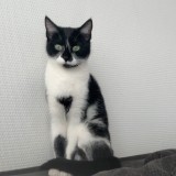 mimi