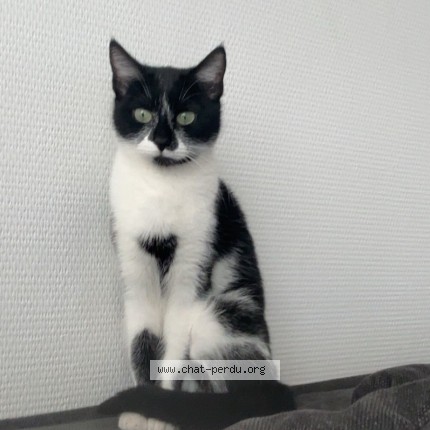 Photo of a cat found in Forest