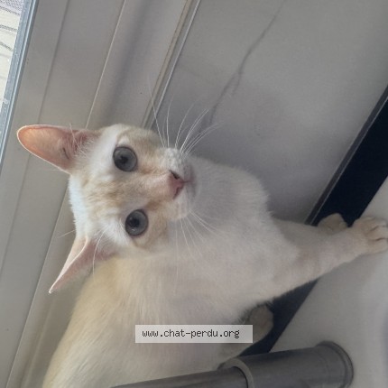 Photo of a cat found in Margaux Cantenac