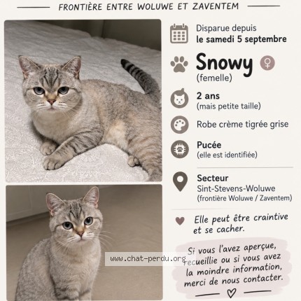 Foto 1/1 Snowy Kat vermist in Sint Stevens Woluwe