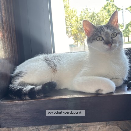 Photo of a cat found in Brive La Gaillarde