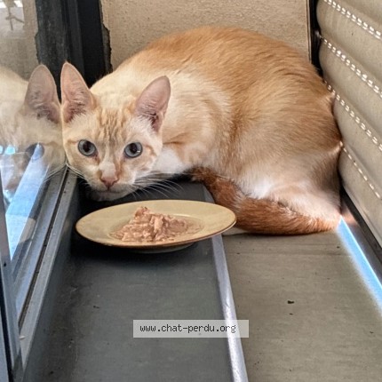 Photo of a cat found in Coursan