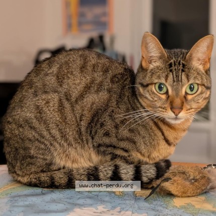 Photo of a cat found in Tregunc