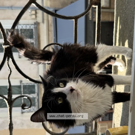Photo of a cat found in Nantes