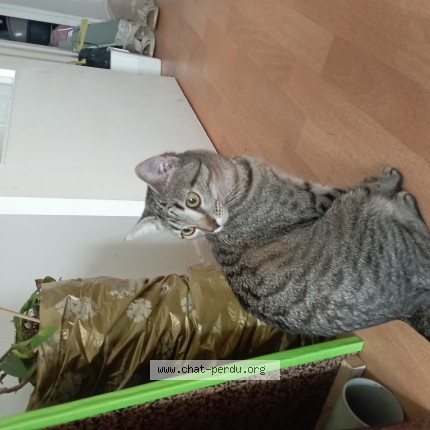 Photo of a cat found in Villeneuve D Ascq