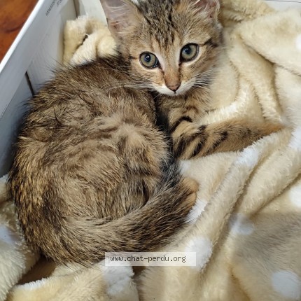 Photo of a cat found in Collonges La Rouge