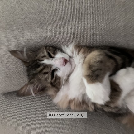 Photo of a cat found in Loriol Du Comtat
