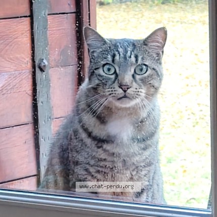 Photo of a cat found in Seranon