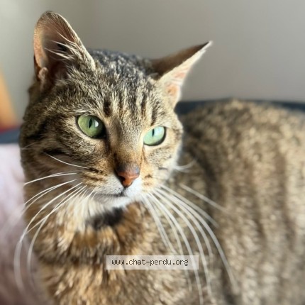 Photo of a cat found in Polliat