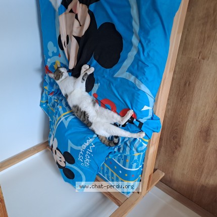 Foto 1/1 Kat teruggevonden Vermist in Woluwe Saint Lambert
