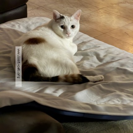 Photo 1/1 Ghost Cat lost in Fayetteville