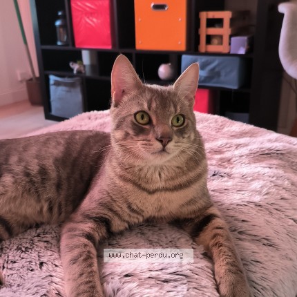 Photo of a cat found in Reze