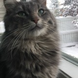 Ahsoka