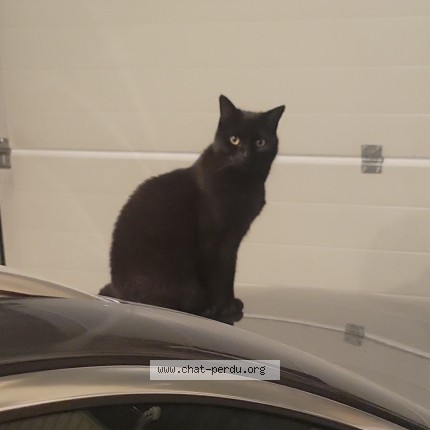 Foto 1/1 Moch Kat vermist in Stembert