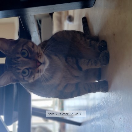 Photo of a cat found in Omonville La Rogue