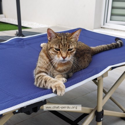 Photo of a cat found in Breuil Magne