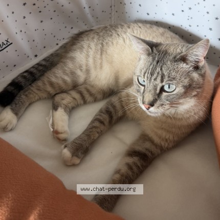 Foto 1/1 Isis Kat vermist in Martouzin Neuville