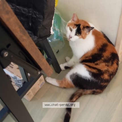 Photo of a cat found in Drusenheim