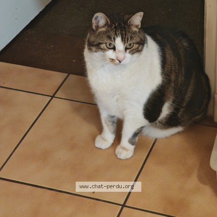 Photo of a cat found in Prades