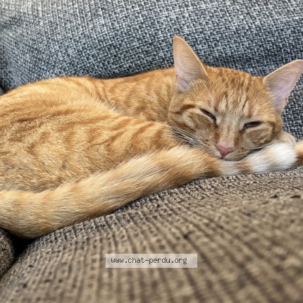 Photo of a cat found in Ostwald