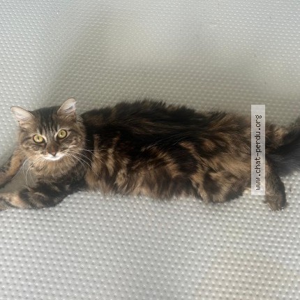 Photo of a cat found in Bagnolet