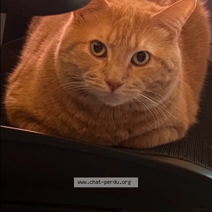 Photo of a cat found in Mons En Baroeul