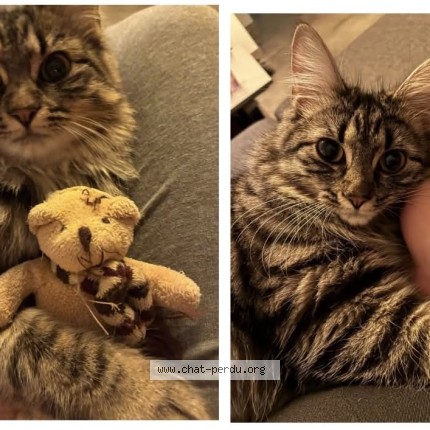 Foto 1/1 cocotte Kat vermist in Basecles
