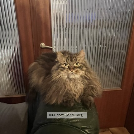Foto 1/1 Proute Kat vermist in Gilly