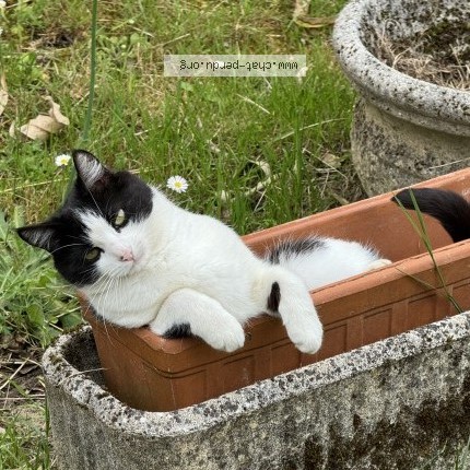 Photo of a cat found in Genay