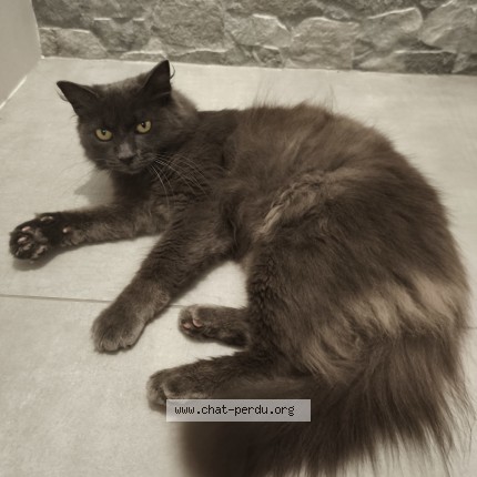 Photo of a cat found in Naves Parmelan