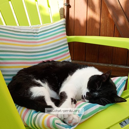 Photo of a cat found in Saint Malo