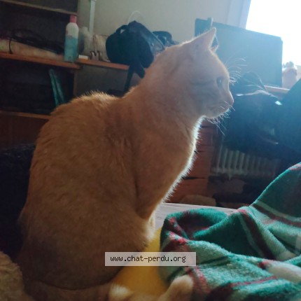 Photo of a cat found in Angers