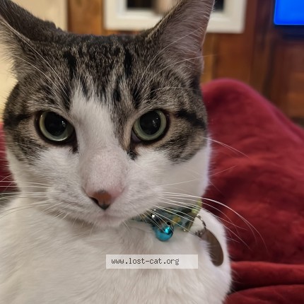 Picture of cat lost at Boulder Junction
