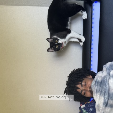 Photo 1/1 Reunited cat Lost in Parkland