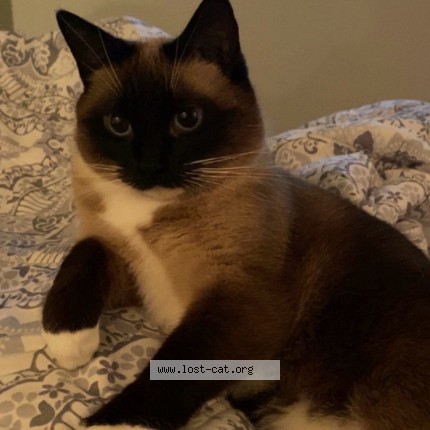 Photo 2/4 Mina Cat lost in Amherstburg