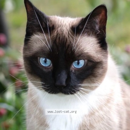 Photo 3/4 Mina Cat lost in Amherstburg