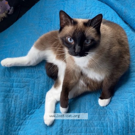 Photo 4/4 Mina Cat lost in Amherstburg