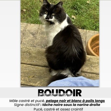 Foto einer wiedergefundenen Katze in Quimperle