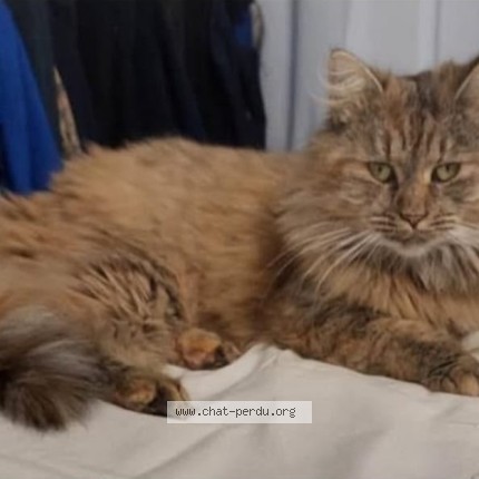 Foto 1/1 FIBY Kat vermist in Wavre