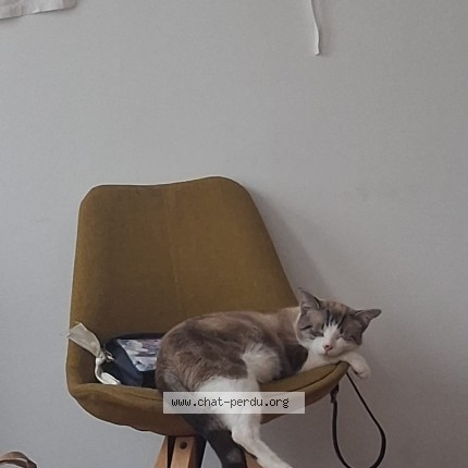 Foto 1/1 Kat teruggevonden Vermist in Ixelles