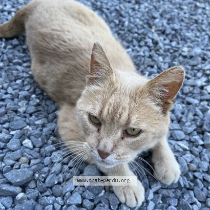 Foto 1/1 Tigrou Kat vermist in Namur