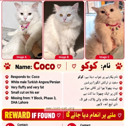 Picture of cat lost at Lahore