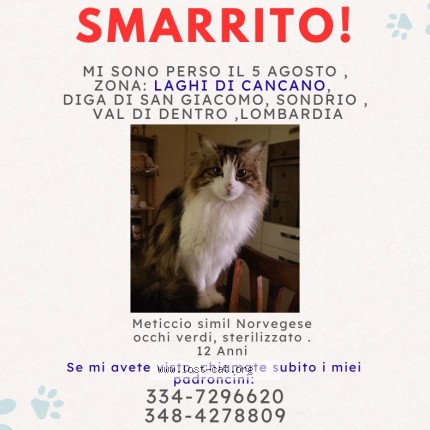 Foto di gatto smarrito a Bormio