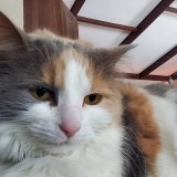 Anouk
