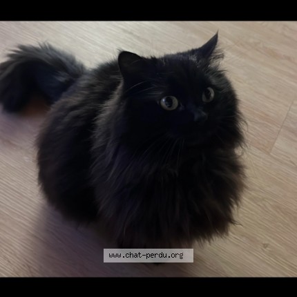 Photo of a cat found in Toulouse